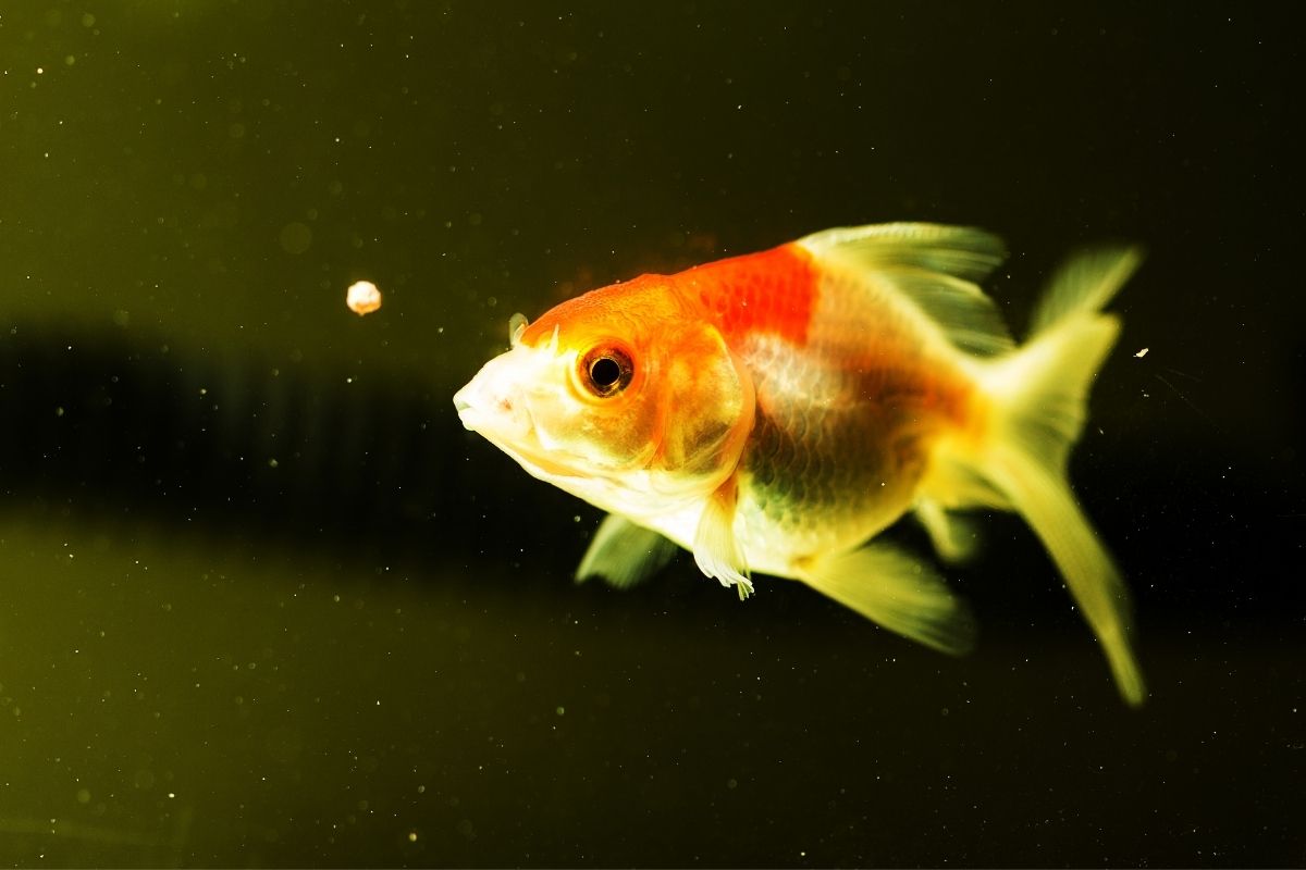 Can Goldfish Eat Bananas?