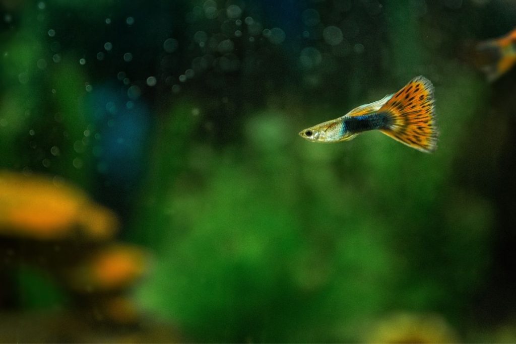 Can Guppies Live With Betta Fish?