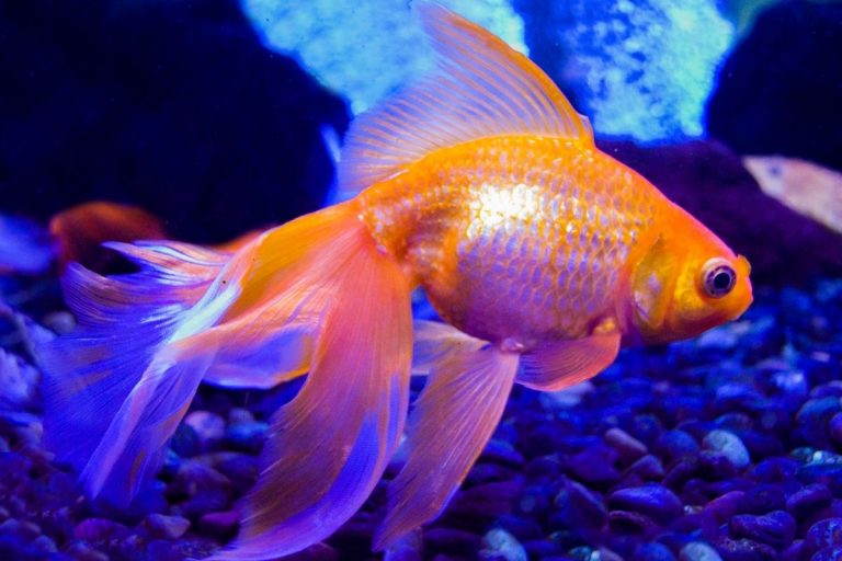 Can Goldfish Eat Bread?