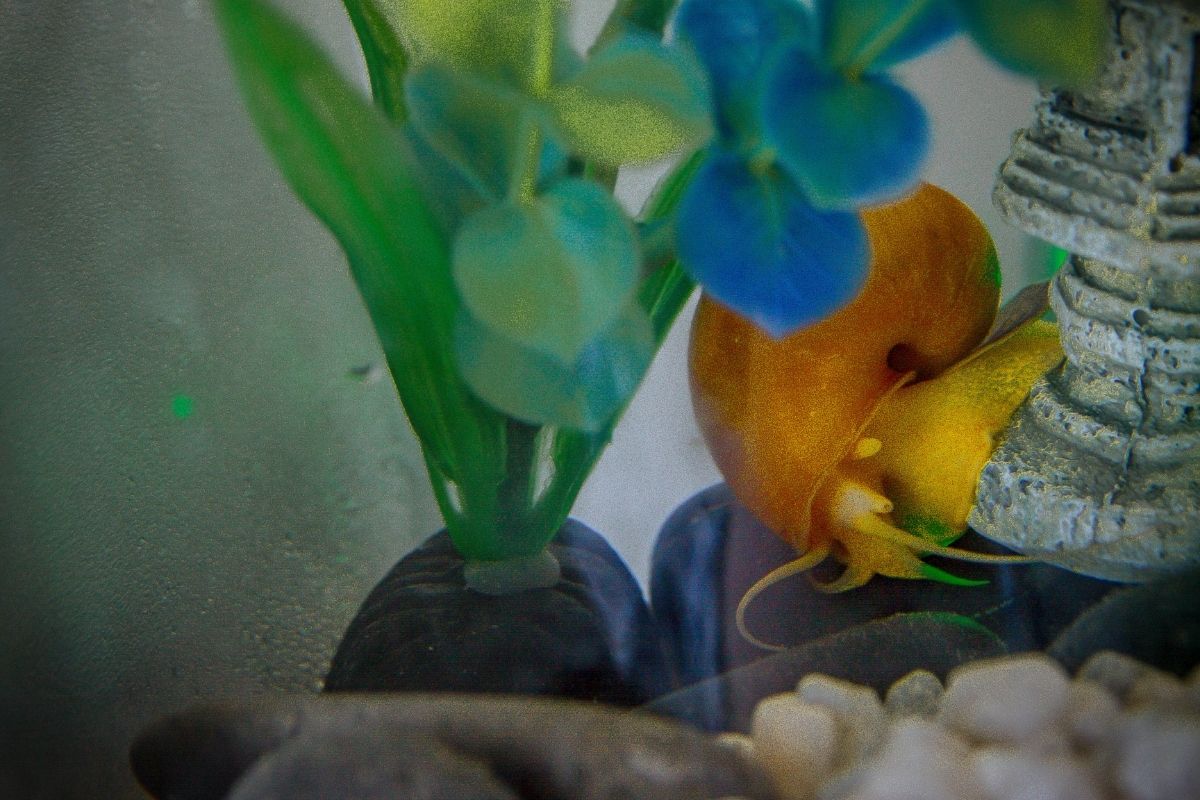 Do Goldfish Eat Snails? (Can They Live Together?)