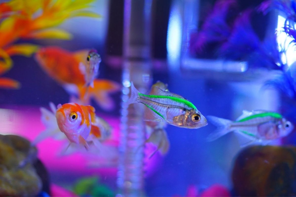 Can Goldfish Live With Guppy? (Yes, There Is A Catch!)