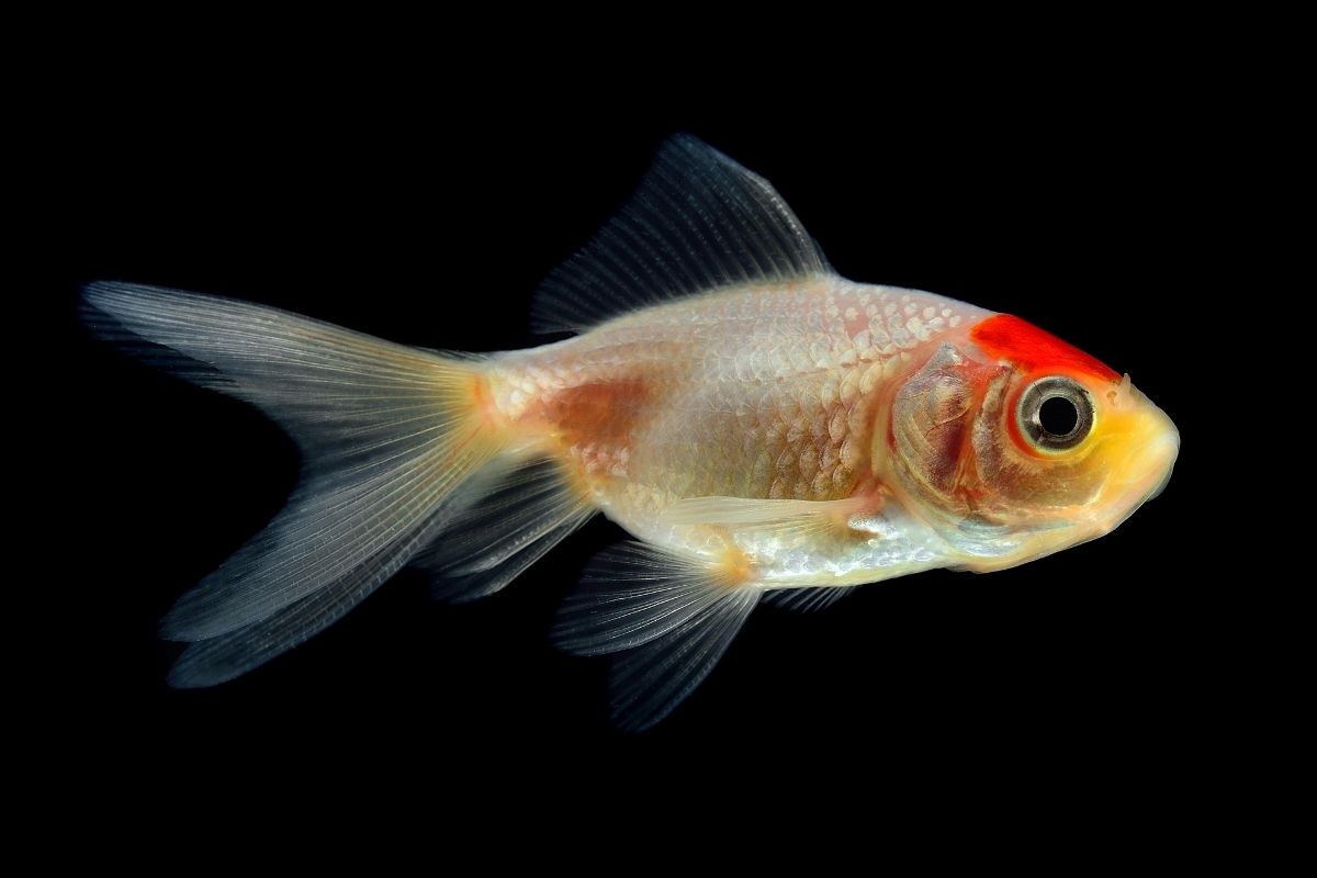 How Long Can Goldfish Go Without Food?