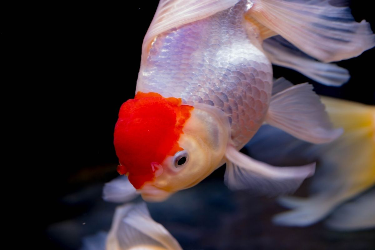 Why Can't My Goldfish Swim? (6 Ways To Fix Swim Bladder Disease)