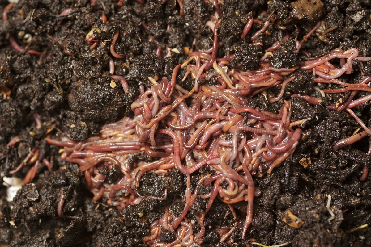 Can Goldfish Eat Earthworms? (Goldfish Dietary Needs)