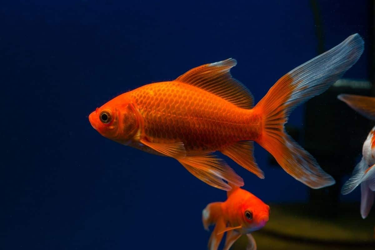 Are My Goldfish Stressed? (5 Signs That They Are In Stress)