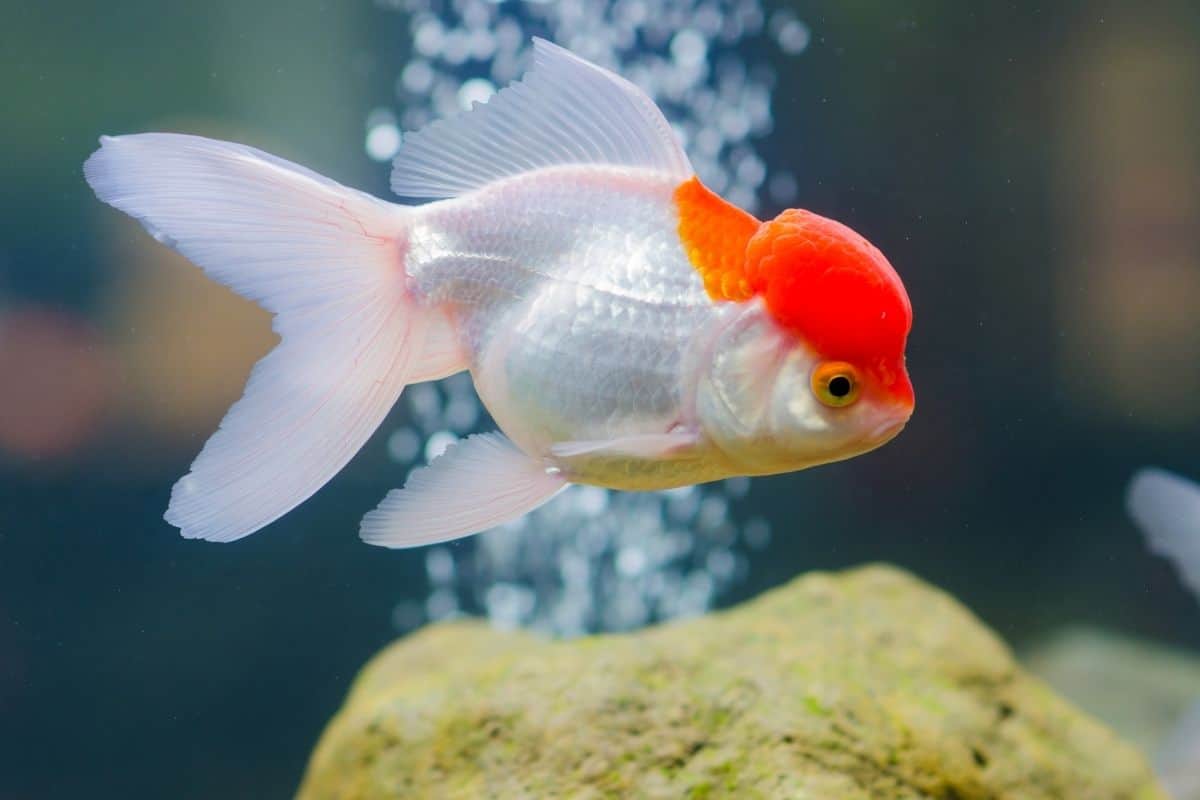 Do Goldfish Need Filters? (Can Goldfish Survive Without A Filter)
