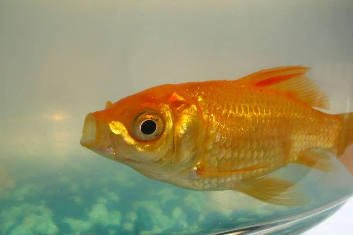 Can Goldfish Eat Apples?