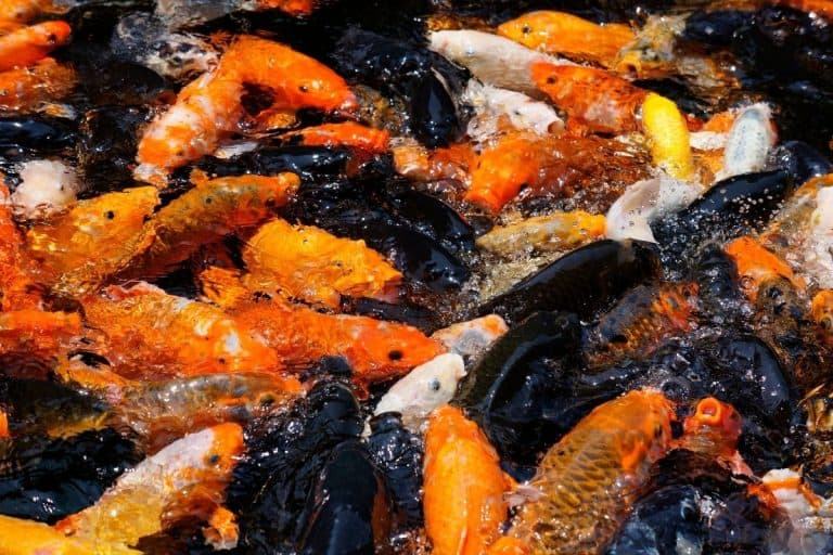 Can Goldfish Live In Tap Water? (Goldfish Water Requirements)