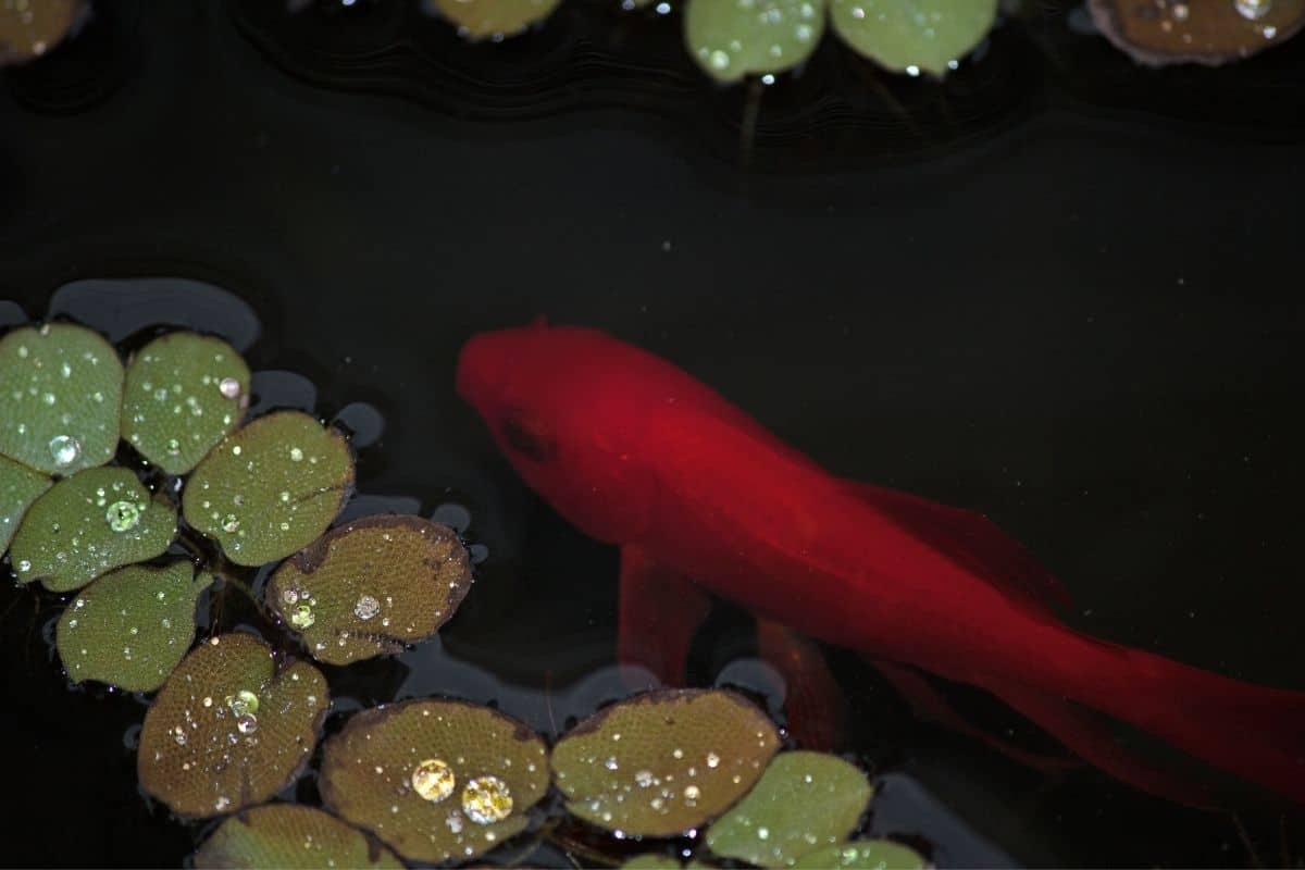 Can Goldfish Live In Tap Water? (Goldfish Water Requirements)