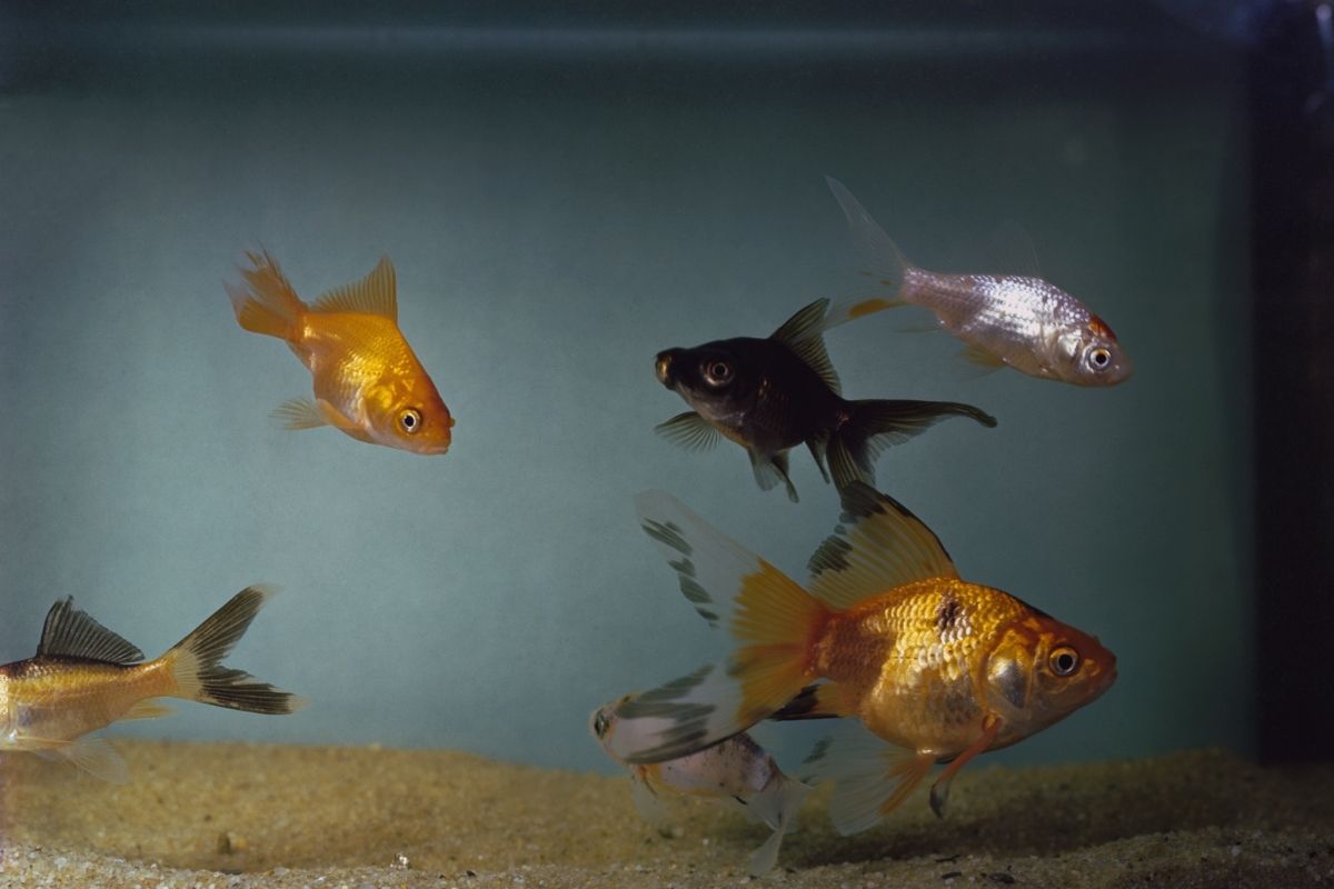 Why Is My Goldfish Chasing Each Other?