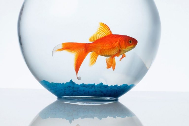 View of How To Change Goldfish Water? (In A Tank And Bowl)