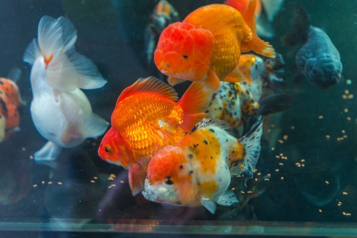 Why Is My Pregnant Goldfish Not Eating?