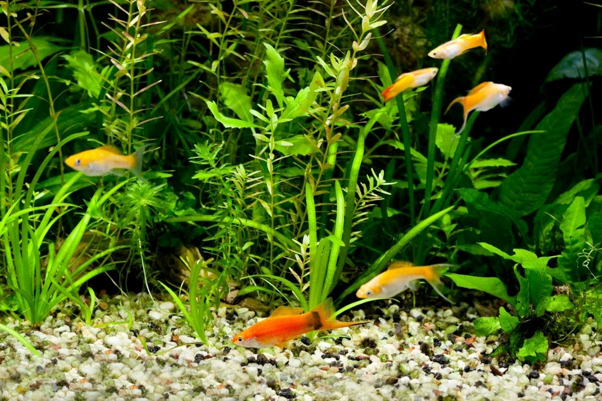 Can Guppy Fry Survive In A Community Tank?