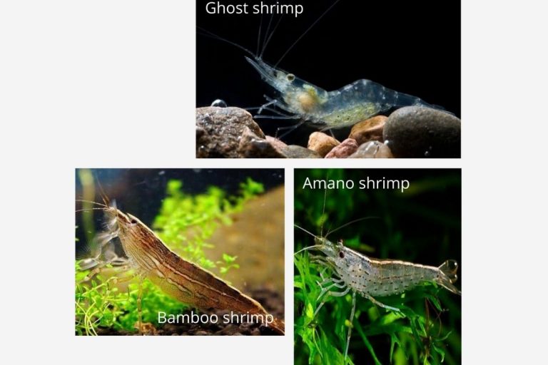 Can Guppies Live With Shrimp? (Can We Keep Them In Same Tank)?