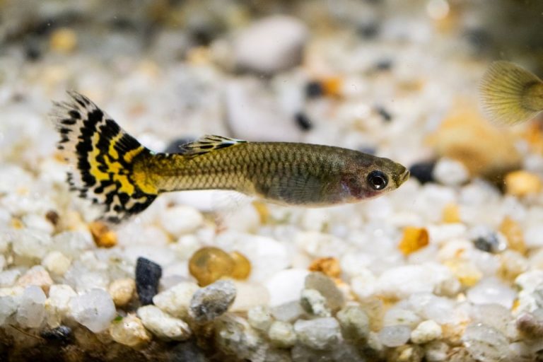 Why Is My Guppy Rubbing Against The Rocks? (Reasons+Prevention)