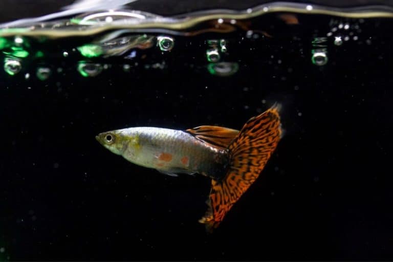 Can Guppy Fish Live Without Oxygen?
