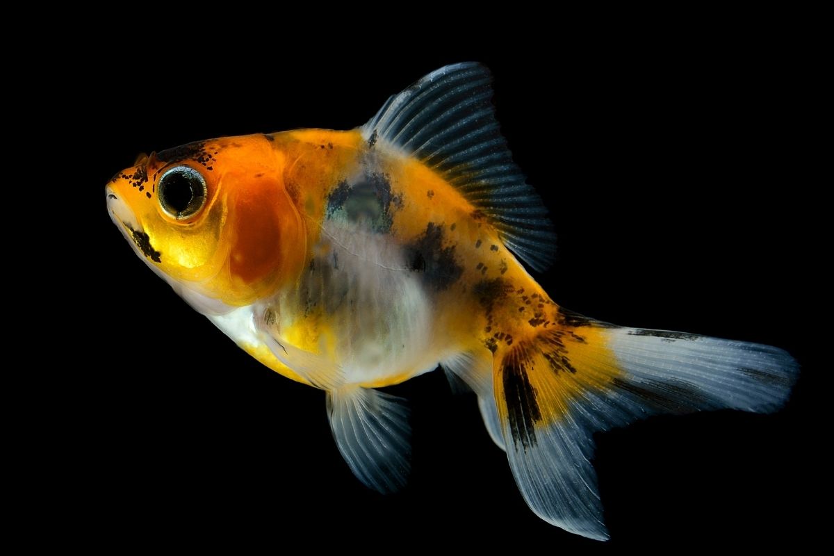 Can Goldfish Eat Rice? (Goldfish Dietary Needs?)