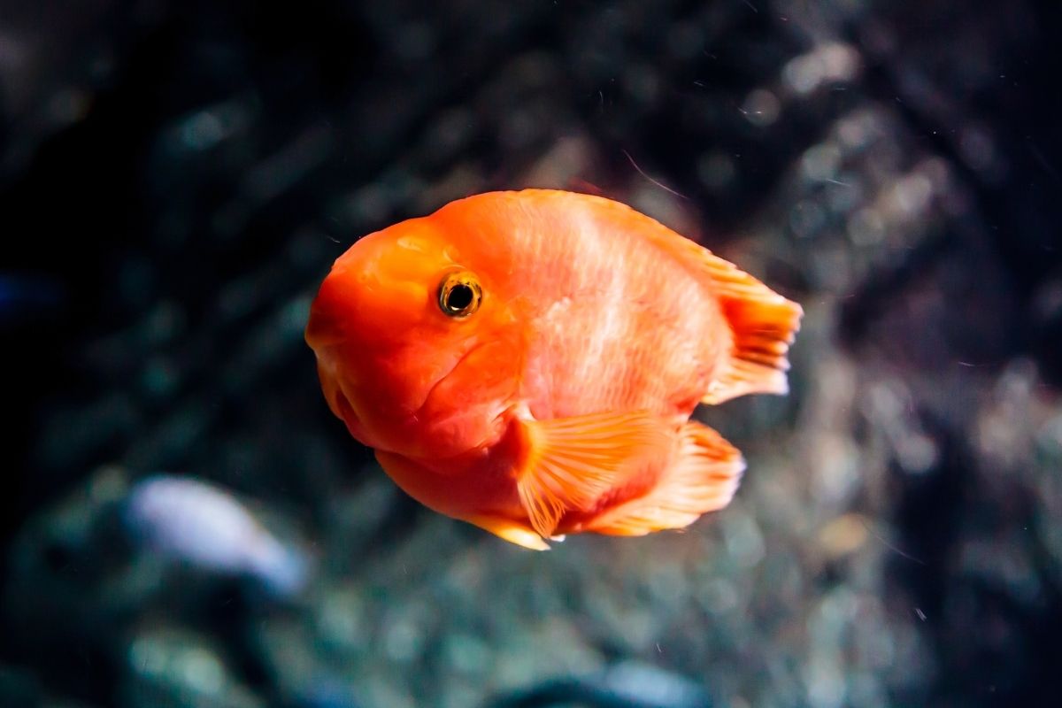 Why Is My Goldfish Moving Up And Down? ( 5 Ways To Prevent Such Issues)