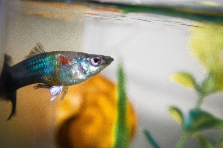 Do Guppies Eat Snails? (Can They Live Together)?