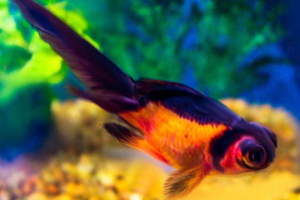Can Goldfish Lose Their Color? ( 7 Causes And Prevention?)