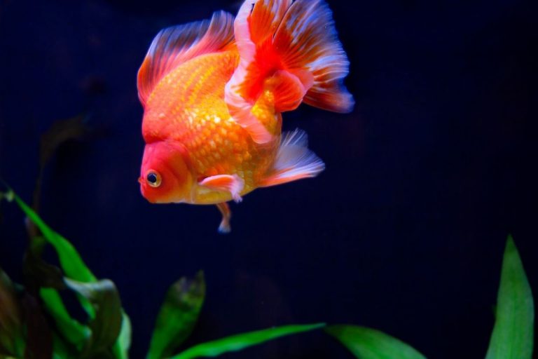 Can Goldfish Live Alone? ( 5 Best Tankmates)