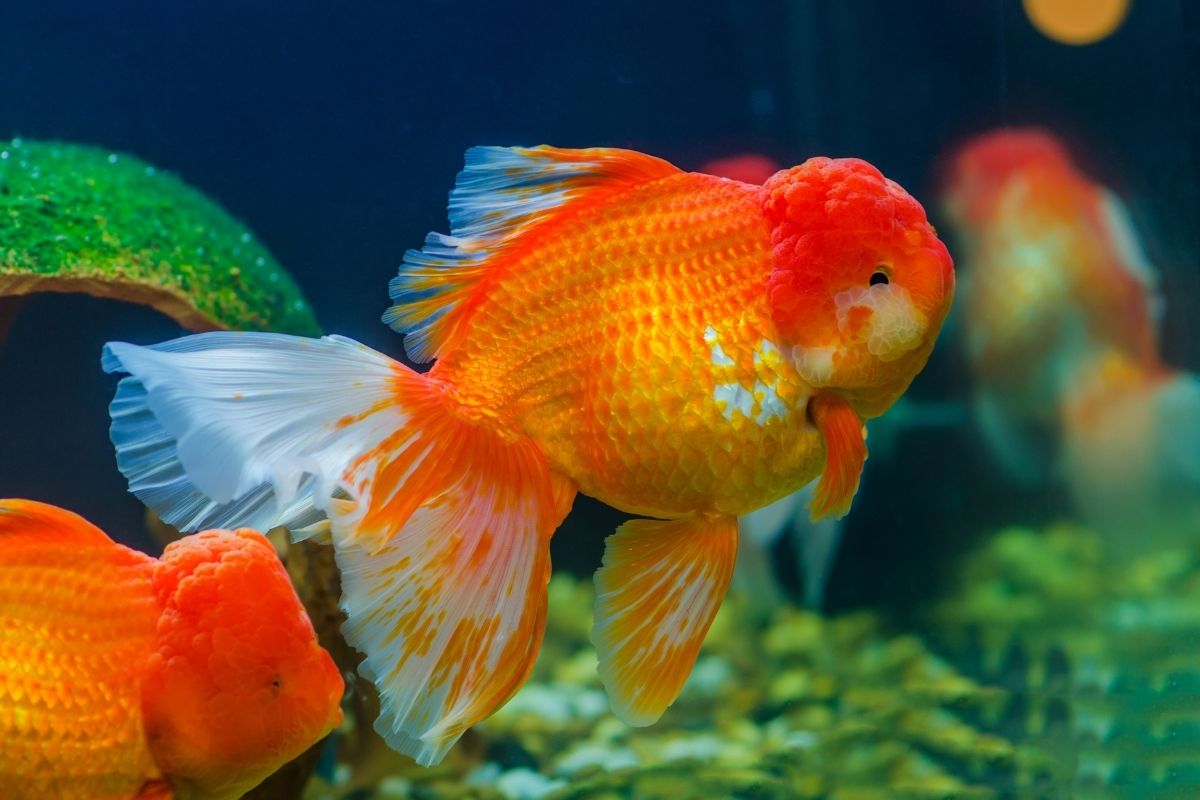 Can Goldfish Eat Zucchini?(Goldfish Dietary Needs)