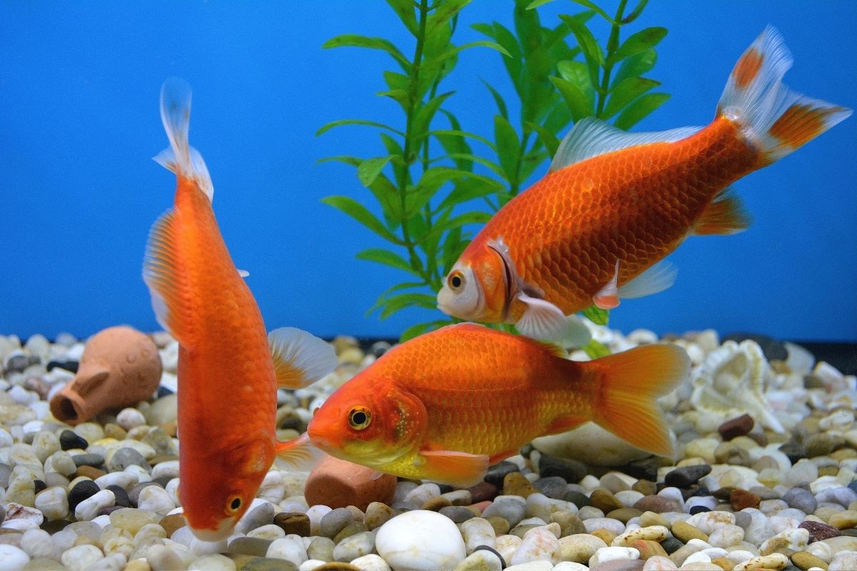 Why Is My Male Goldfish Chasing Female Goldfish?