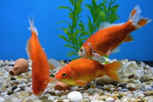 How Often Should You Feed Goldfish? (Complete Information)