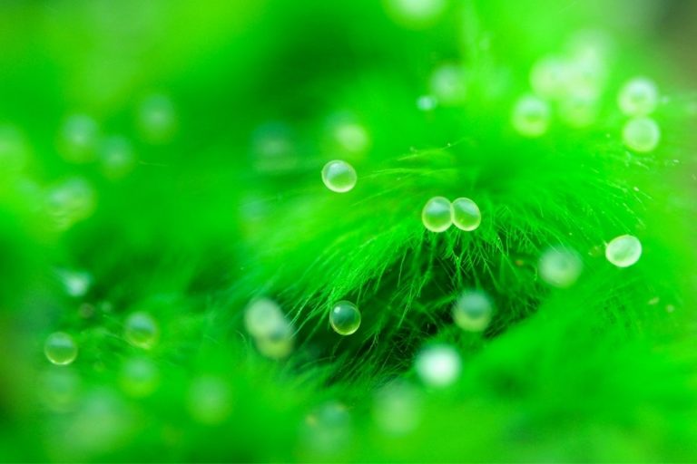 What Do Zebra Danios Eggs Look Like? (All You Need To Know)