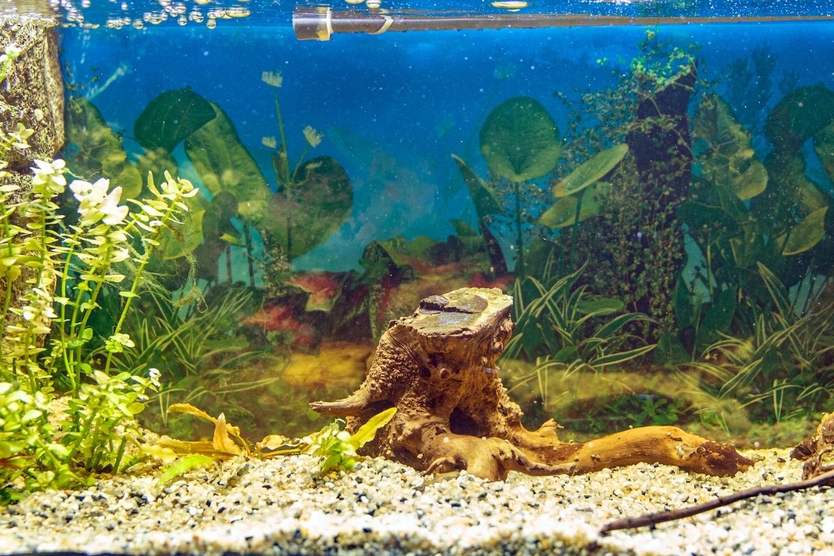 Snapshot of Aio Ph Goldfish Maintenance At Home