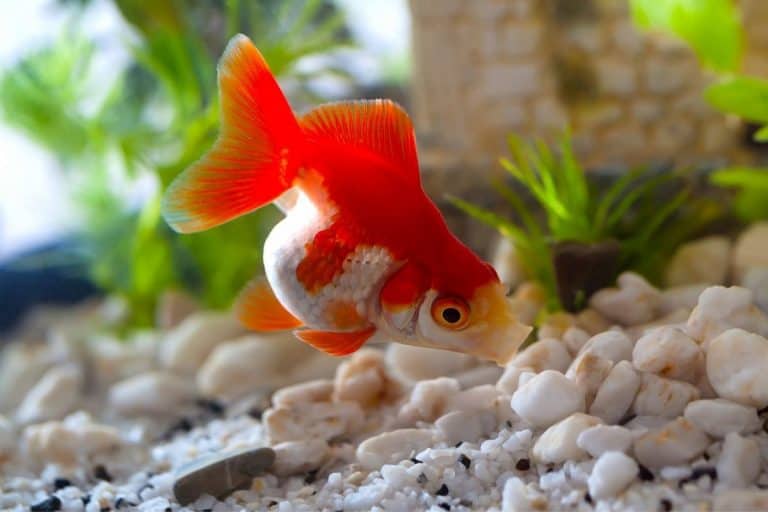 Can Goldfish Die From Overfeeding?