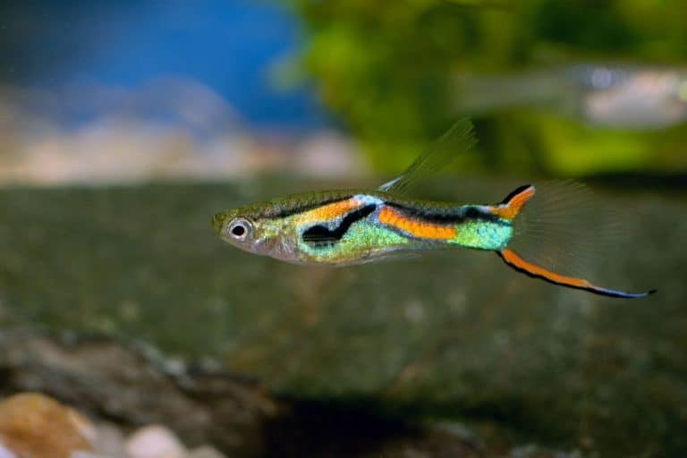 What Is The Ideal Water Temperature For Guppies? (A Complete Guide)