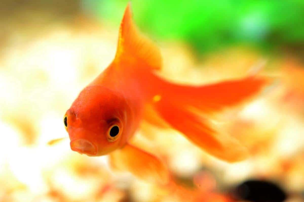 Do Goldfish Have Teeth? (Can They Bite You?)