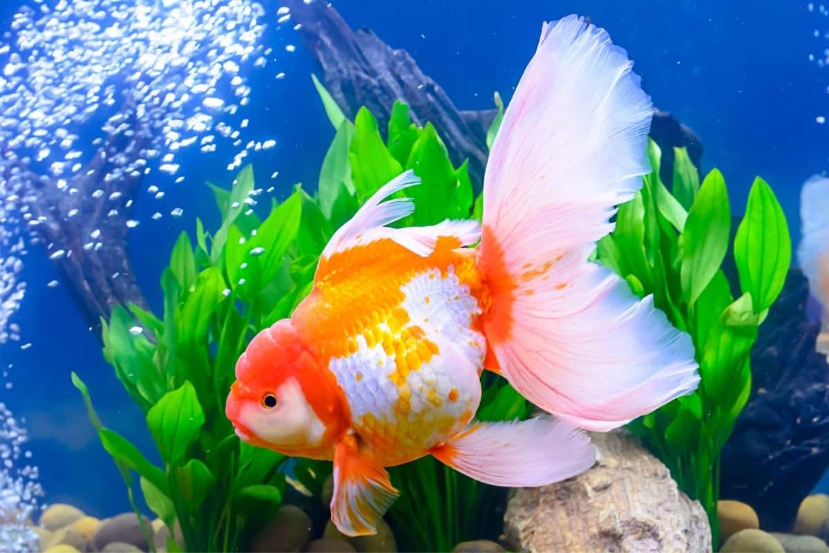 Do Goldfish Need Hiding Places? (Is It Normal +How To Create Hiding Spots?)