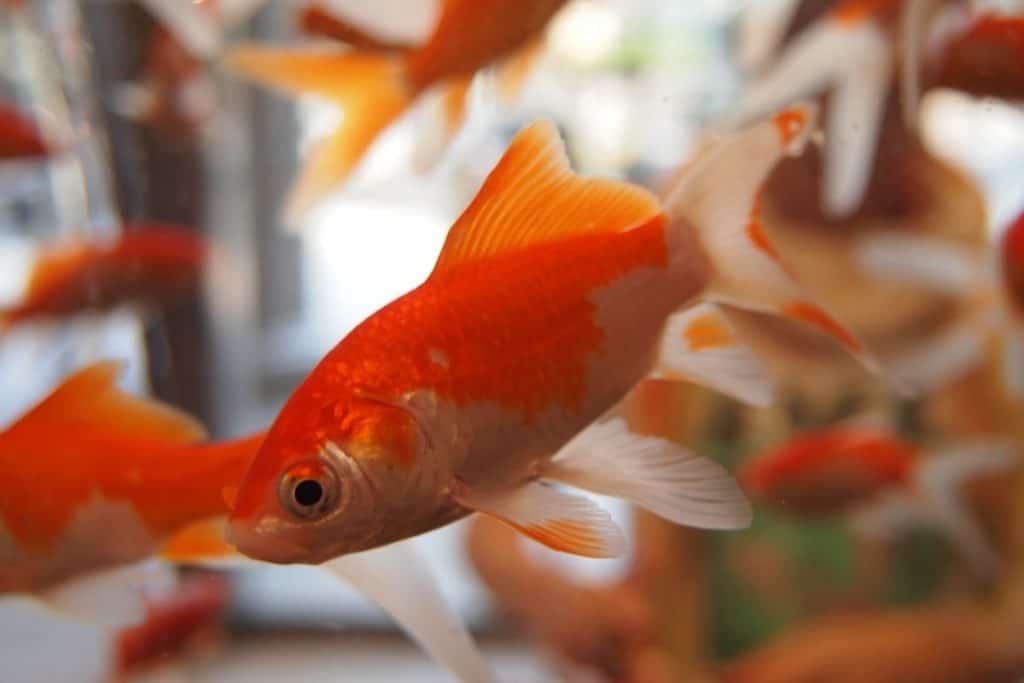 Why Is My Male Goldfish Chasing Female Goldfish?