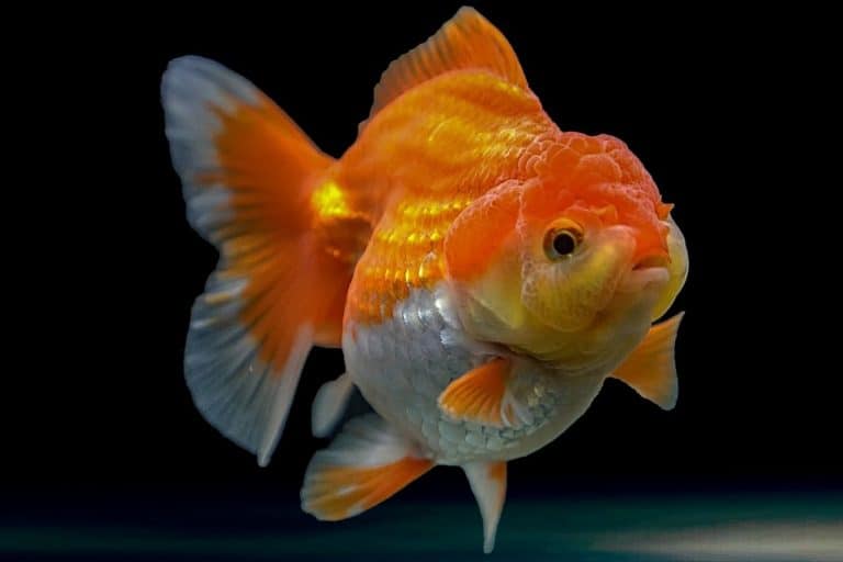 Why Is My Male Goldfish Chasing Female Goldfish?