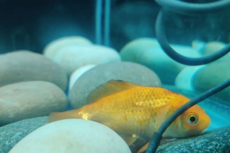 Why Is My Goldfish Spitting Out Food? (Causes+Prevention)
