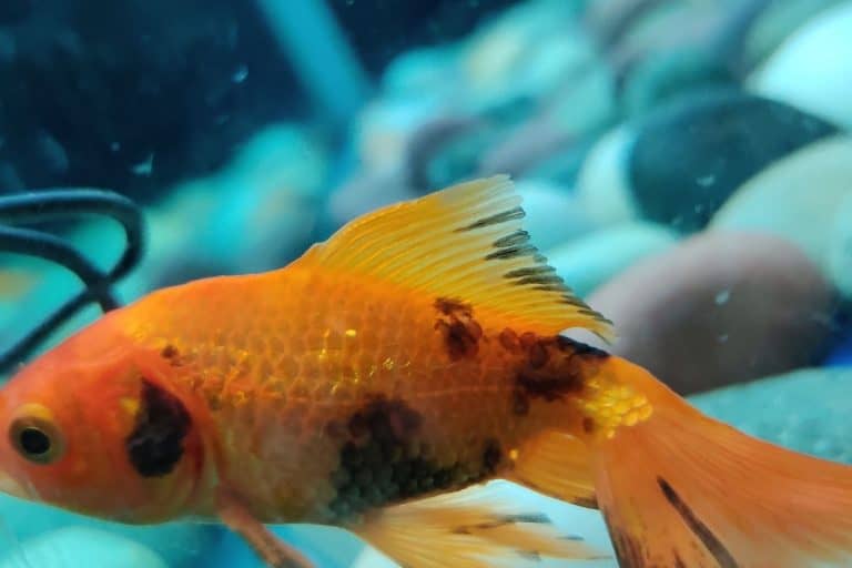 Why Is My Fish Sitting At The Bottom? (Reasons+Preventions)