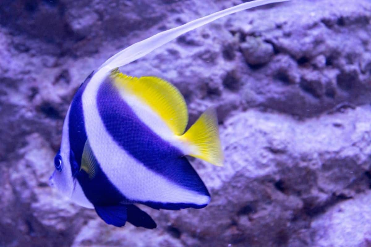 Can Guppy Fish Live With Angelfish? Information)