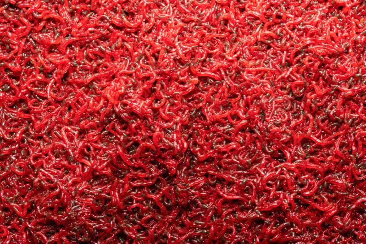 Can Cory Catfish Eat Bloodworms? (Cory Catfish Dietary Requirements)