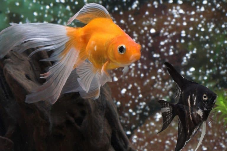 Why Is My Goldfish Swimming Slow?