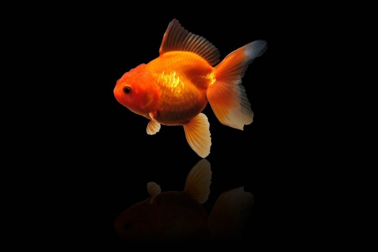 How To Make Goldfish Fry Grow Faster?