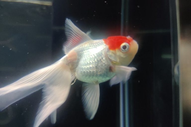 Why Is My Goldfish Pooping A Lot?
