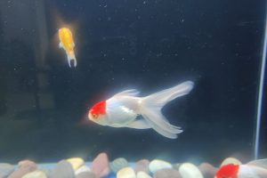 Can Goldfish Lose Their Color? ( 7 Causes And Prevention?)