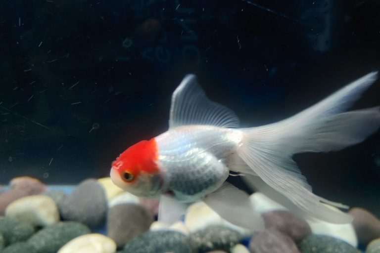 Best Water For Goldfish (Tap, Distilled Or Well Water?)