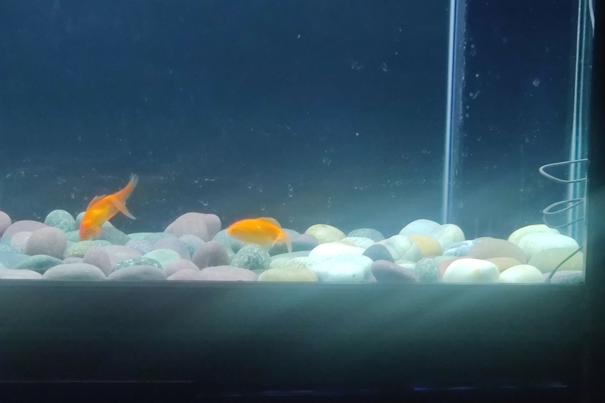 How To Enhance Goldfish Color