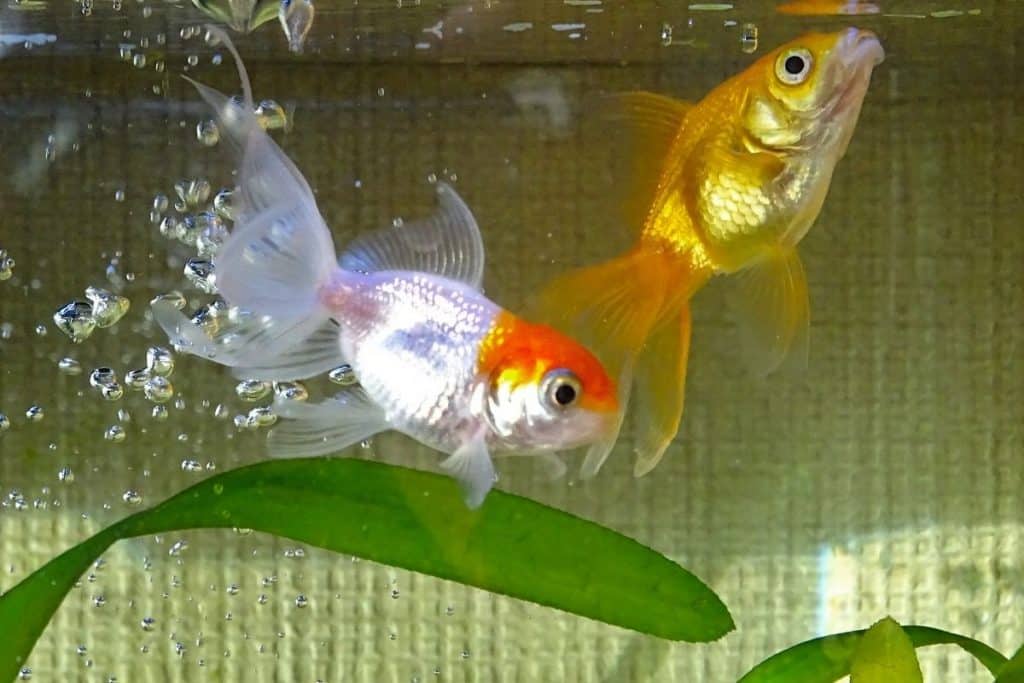 Why Is My Goldfish Blowing Bubbles? (Is It Normal?)
