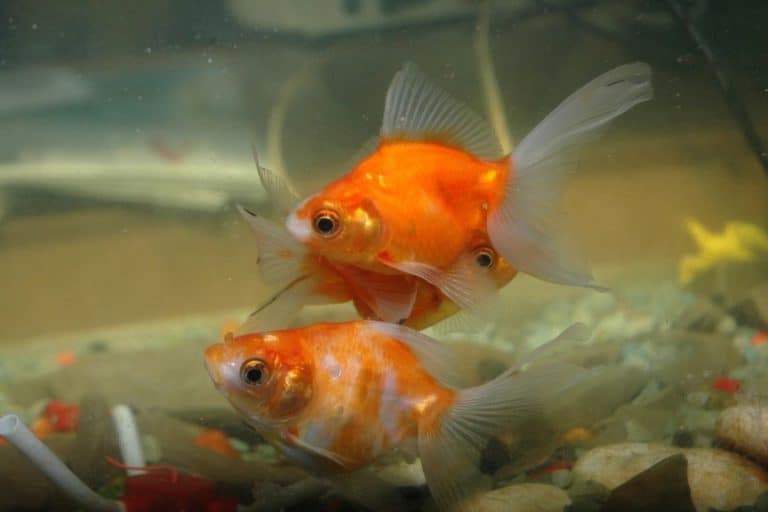 Do Goldfish Fry Need A Heater? (Heater Watt Size Guide)