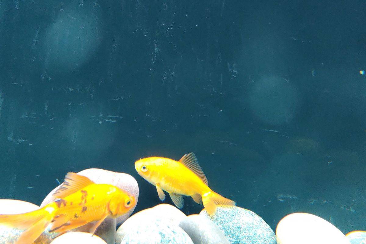 Why Is My Goldfish Losing Scales? (Causes+Treatment)