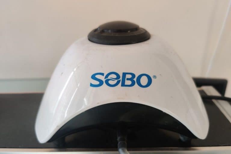 Do Goldfish Fry Need An Air Pump? (Best Air Pump For Goldfish Fry)